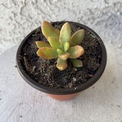 3 Inch Pot Succulent Plant - Sedum Adolpho Nussbaumerianum - Orange Delight - Coppertone Stonecrop - Rooted & Established - Drought Resistant - 🪴