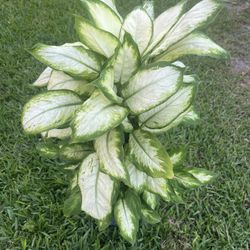 DIEFFENBACHIA  (3 gallon pot) Stunning Pattern , Attractive 