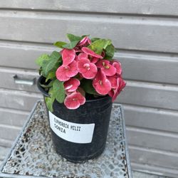 6” crown of thorns