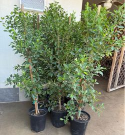 Ficus Nitida Column Or Trees 4F The Tall $40 Each Price Firm