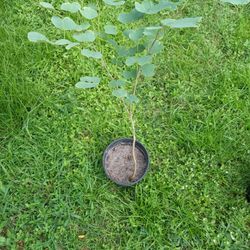 Orchid Starter Trees