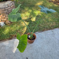Med  size elephant plant.