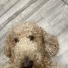 arthur