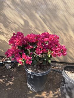 Bougainville 15 Gal