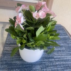 Plant Without Pot $10crown Of Thorns