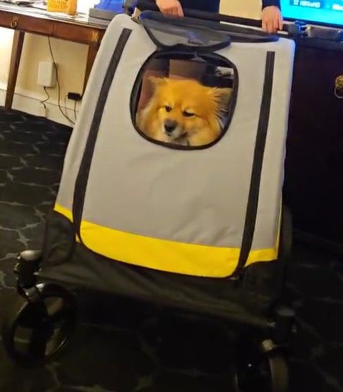 Dog Stroller 🐕 Med Size By Bingo Paw