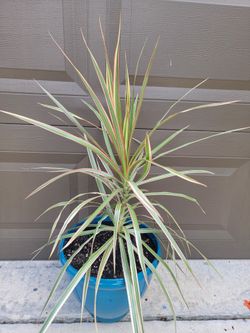 Dracaena ,, bicolor,, plant In Blue Pot