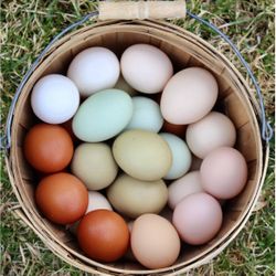 Chicken Eggs