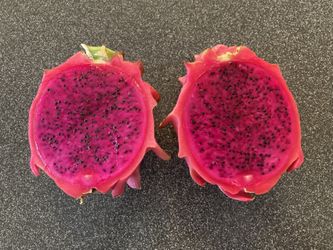 Large Red Magenta Purple Dragon Fruit Plants, Fully Rooted And Branching, Organically Grown