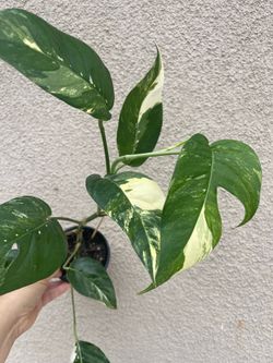 Albo Epi plant