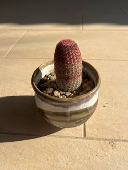 Cactus arcoíris