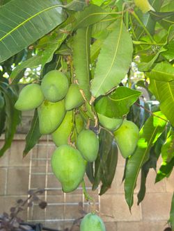 1 gallon mango tree criollo or corriente