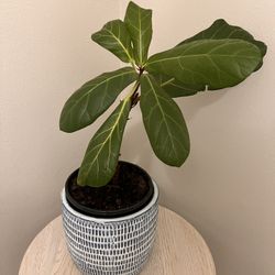 Fiddle Leaf Fig Plant