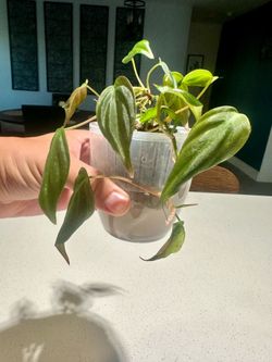 Philodendron Micans