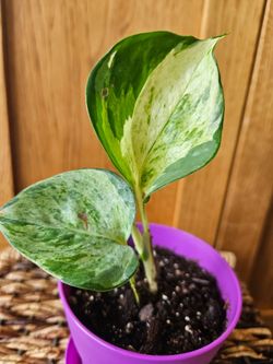 Manjula Pothos  (Purple pot-E)