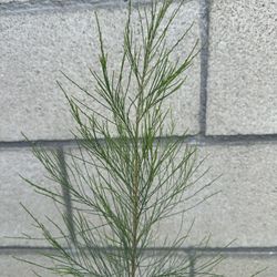 Pine Tree