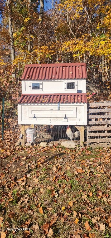 Chicken Coop