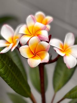 Plumeria Sticks / Multi-Colored