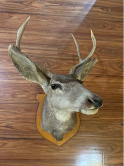 Taxidermy Deer head
