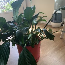 Peace Lily Plant