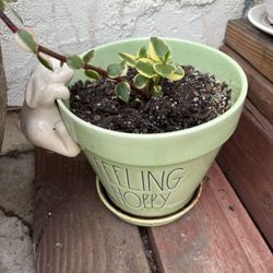 Pot $25