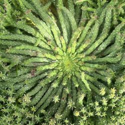 VARIOUS  Succulents over 400, Prices Range: $0 & Up (depending on SIZE & TYPE)