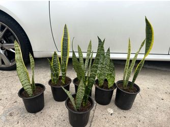 Snake plant