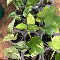 🌿 **Plant Lovers Sale!** 🌿