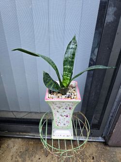 Sansevieria Jaboa Snake Plant/ Planta Lengua De Suegra Jaboa