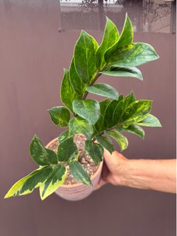 6” Variegated zz plant w/3 plants