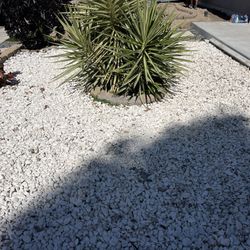 White rocks