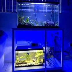fish/reptile stand with led lights & ports