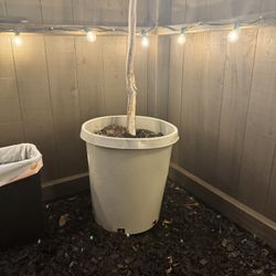 Japanese Maple 15 Gallon 