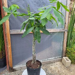 Money Tree Plant 10" Pot 3.9ft Tall