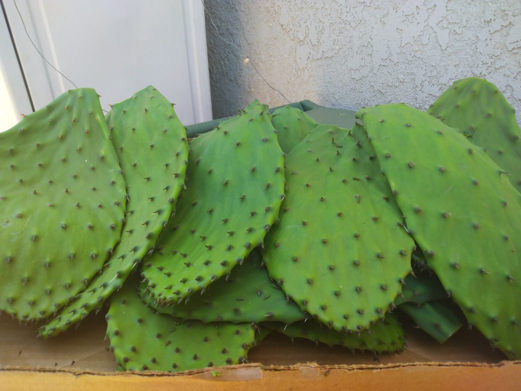 New cactus peeler, pelador de nopales for Sale in Corona, CA - OfferUp