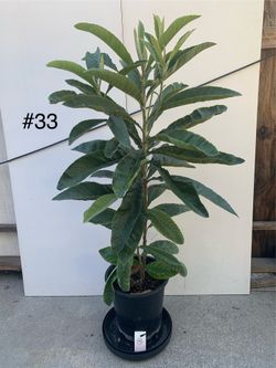 #33- Big Jim Loquat Tree 巨蛋枇杷樹