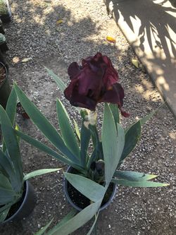 Bearded Irish In 2 Gallon Pot