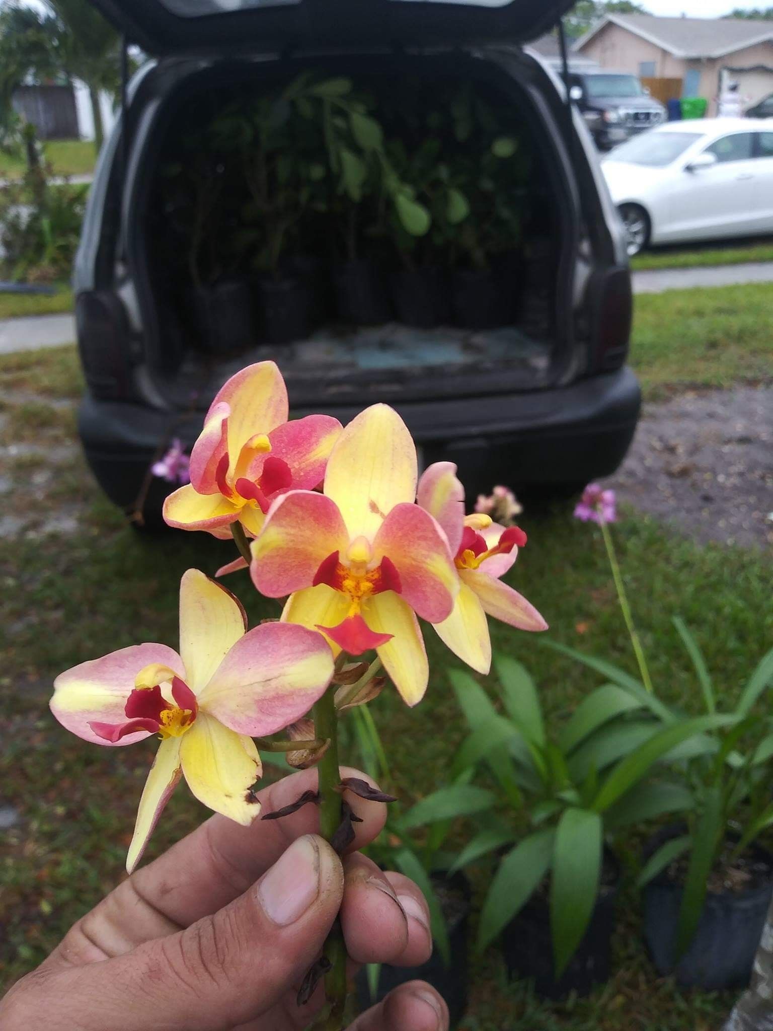 NEW Ground Orchid RARE $15 each
