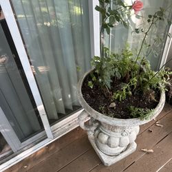 Coffee Mug Assorted Garden Plant.  Option 1.