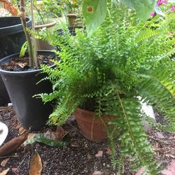 $6 boston fern in clay pot
