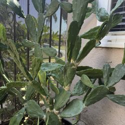 Nopal