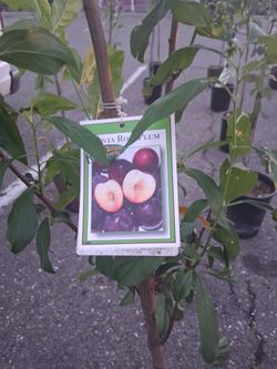Apple,plum,lime,lemon,and Hybrids