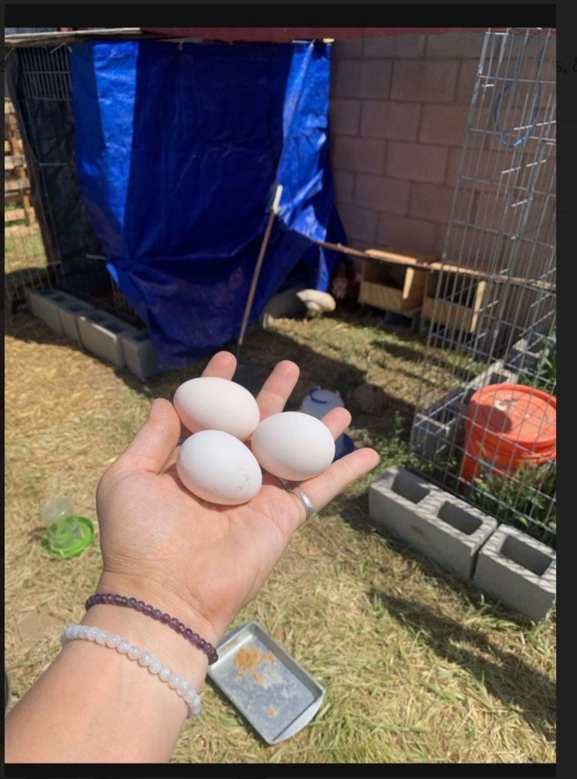 Fresh Eggs & Chicks 