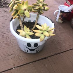 Succulent 