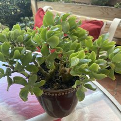 Curly Jade Plant