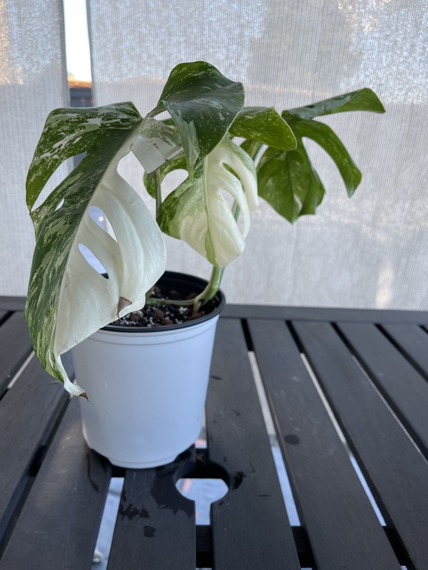 Highly Variegated Monstera Albo