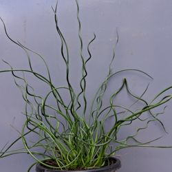 Corkscrew Rush Plants 