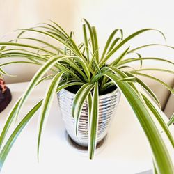 Spider Plants In A 8” Ceramic Pot 