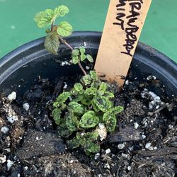 Strawberry mint plant - menta fresa - yerba hierba buena sabor fresa