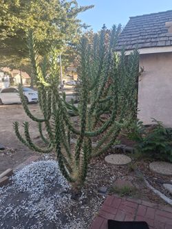 FREE White ROCKS AND CACTUS PLANTS